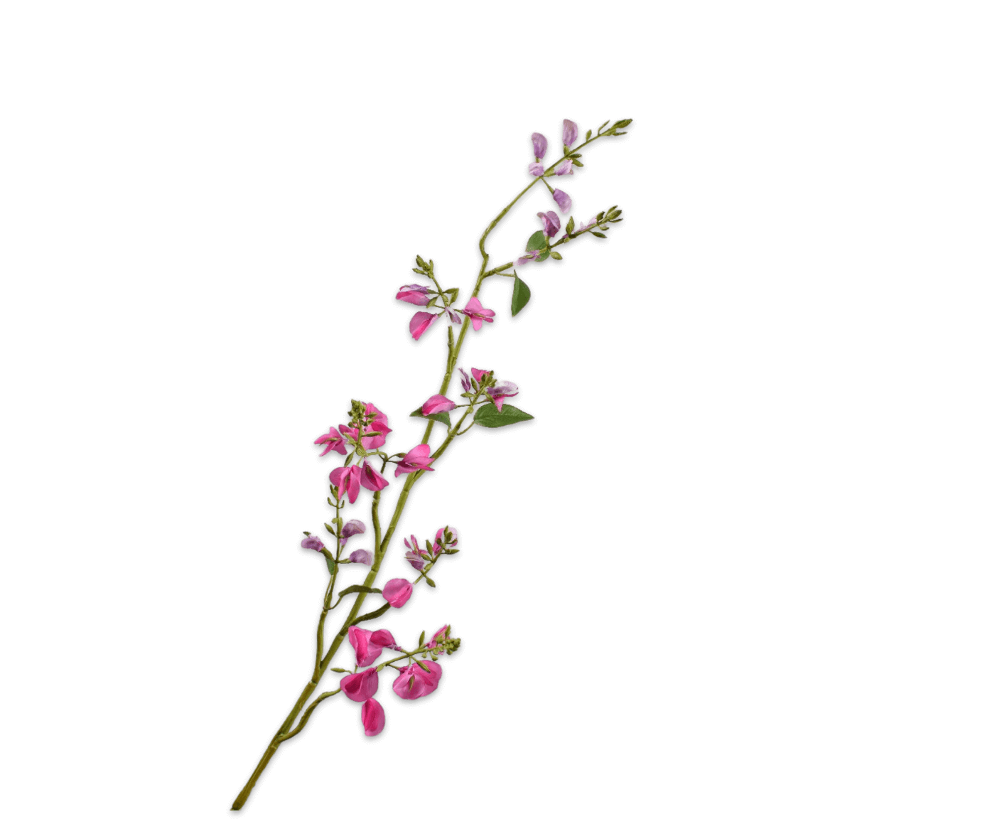 moderni klasika, interjero dizainas, klasika, elegancija, interjeras, dekoratyvinis augalas lathyrus spray beauty, silkka, elegant home