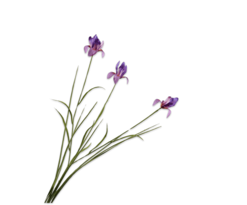 moderni klasika, interjero dizainas, klasika, elegancija, interjeras, dekoratyvinis augalas iris spray purple, silkka, elegant home