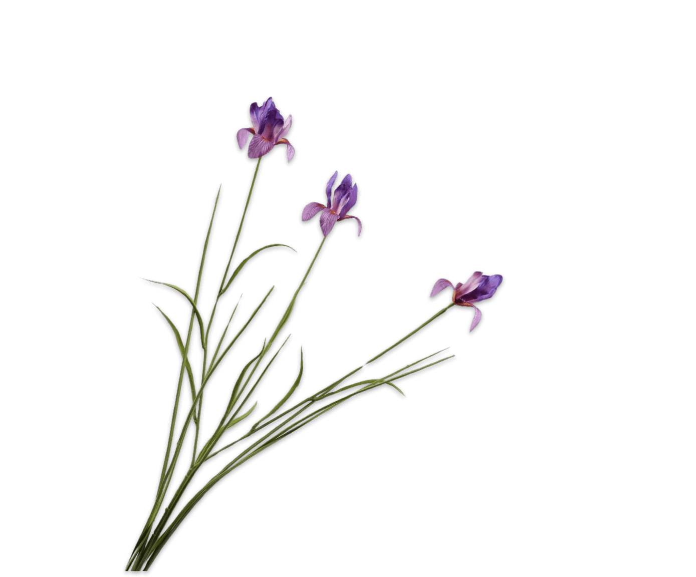 moderni klasika, interjero dizainas, klasika, elegancija, interjeras, dekoratyvinis augalas iris spray purple, silkka, elegant home