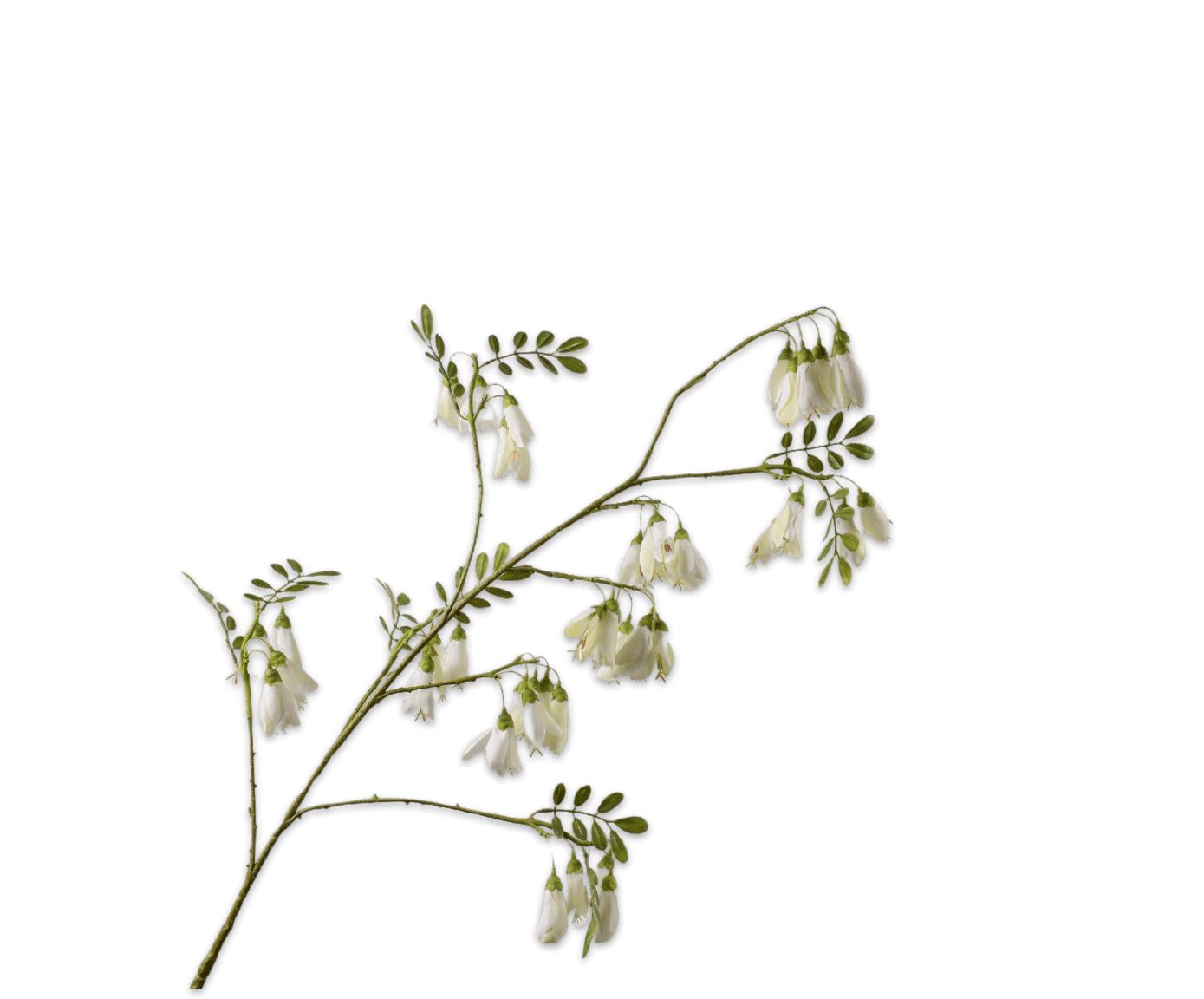 moderni klasika, interjero dizainas, klasika, elegancija, interjeras, dekoratyvinis augalas campanula spray cream, silkka, elegant home